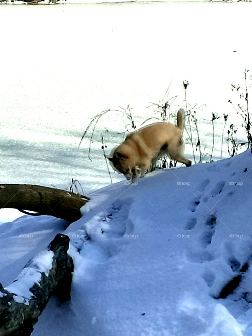 Exploring Piper