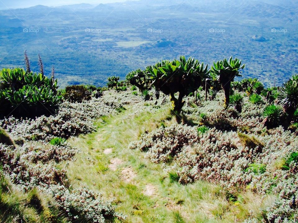 The Virunga mountains
