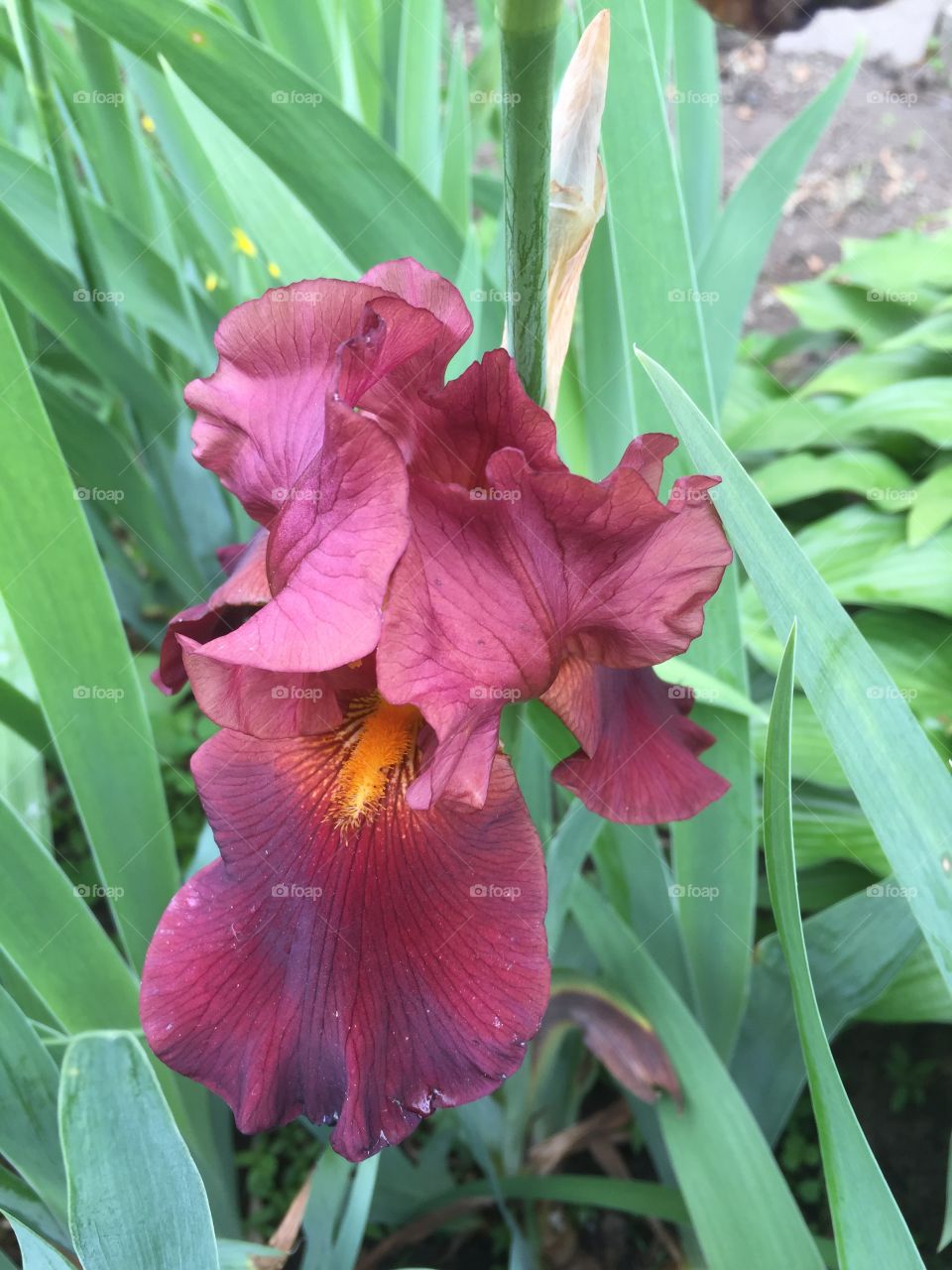 Macro shot of flower