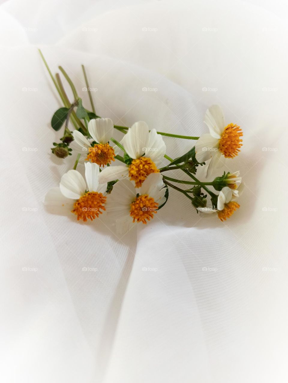 TROPICAL WHITE FLOWER ON A LINEN