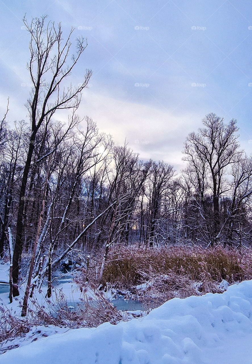 trees and snow