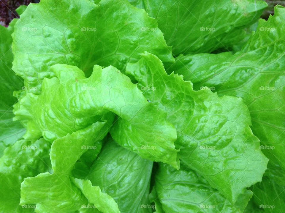 Fresh lettuce. Fresh lettuce