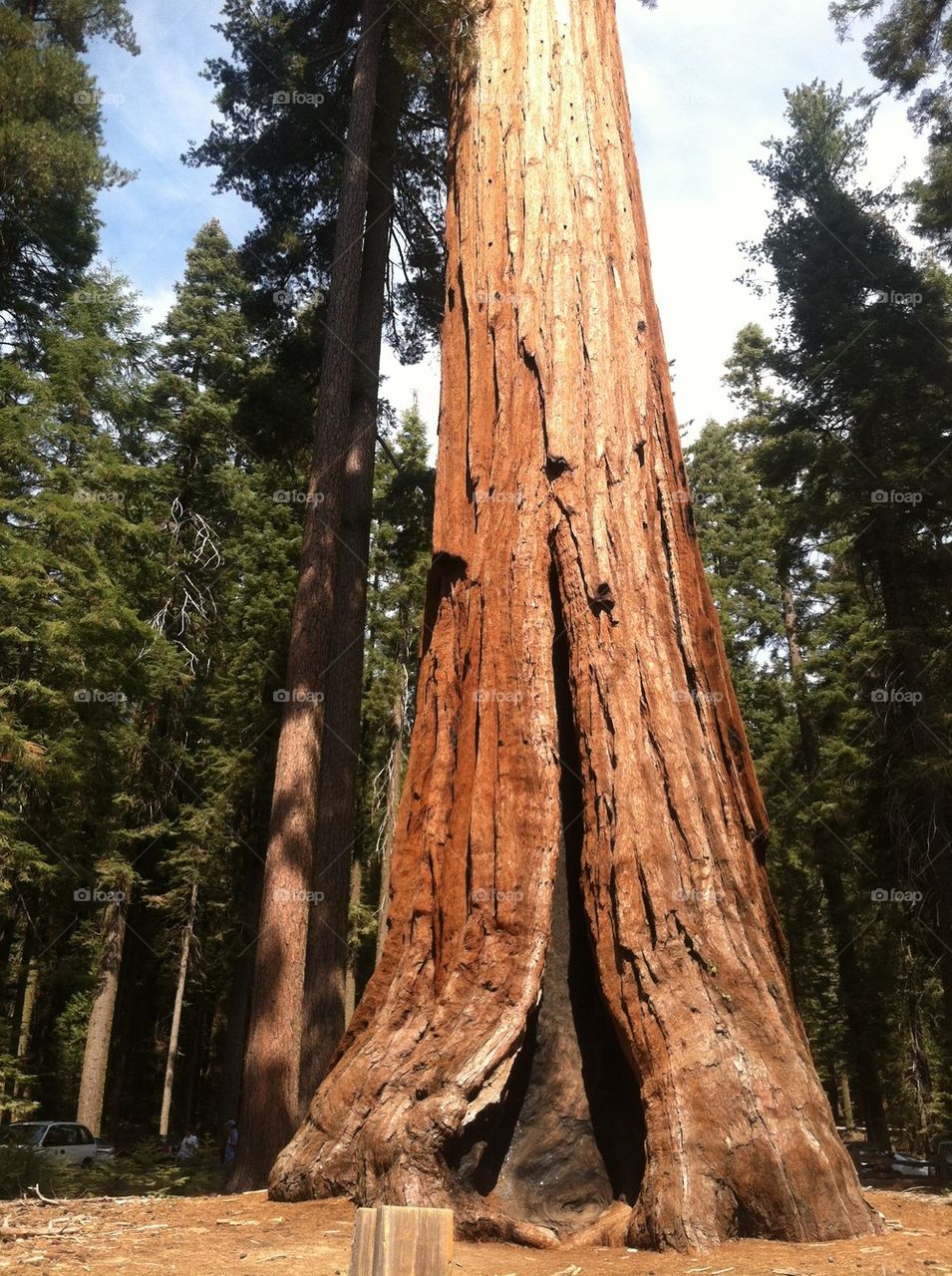 national park ca giants sequoia tree by NicoleVardi