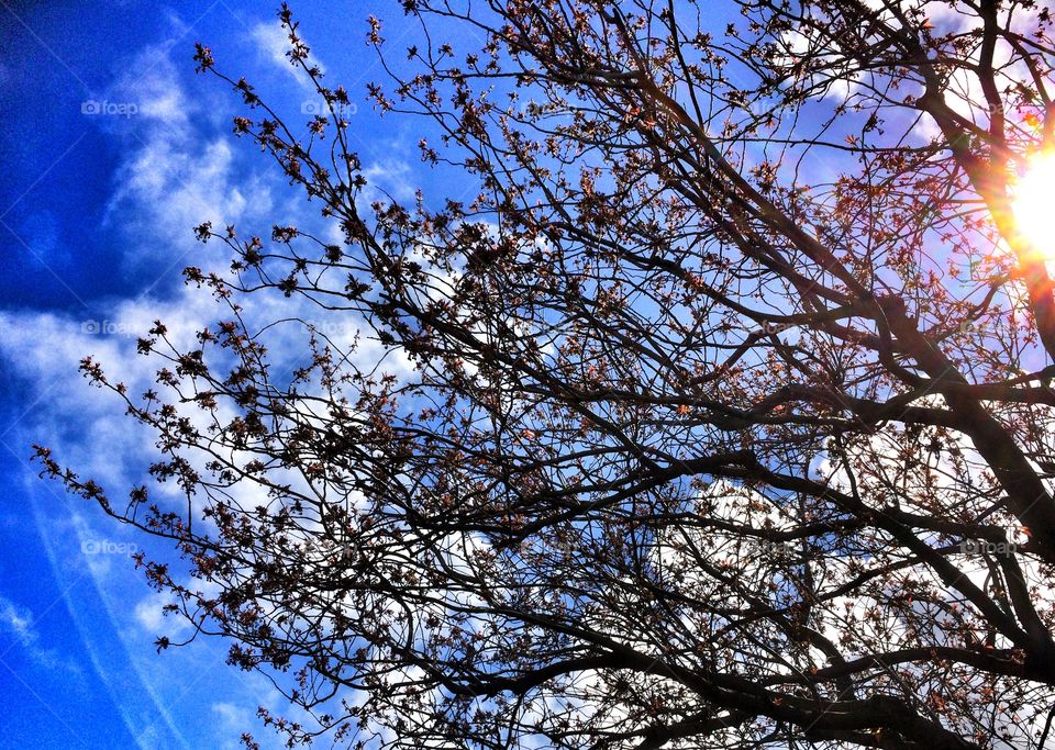 Low angle view of a tree branch