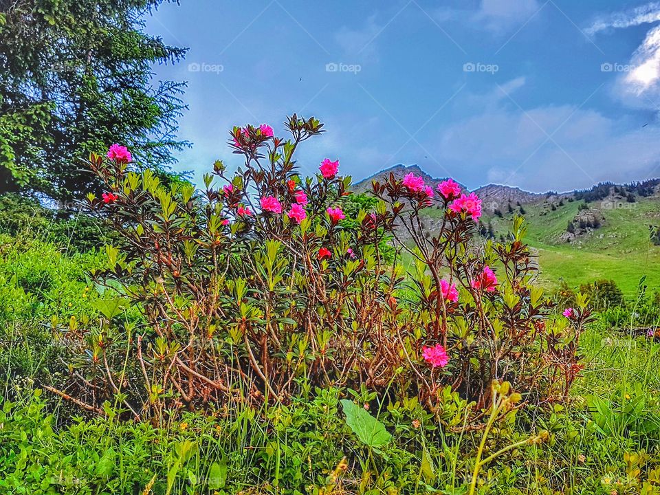 Mountains flower