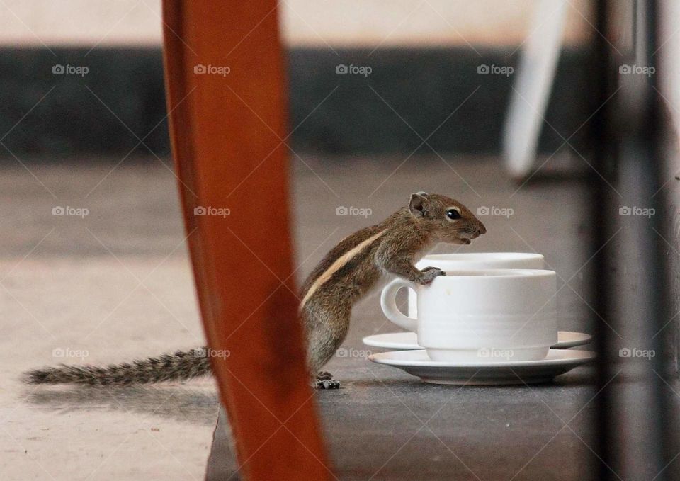 Squirrel Likes Tea