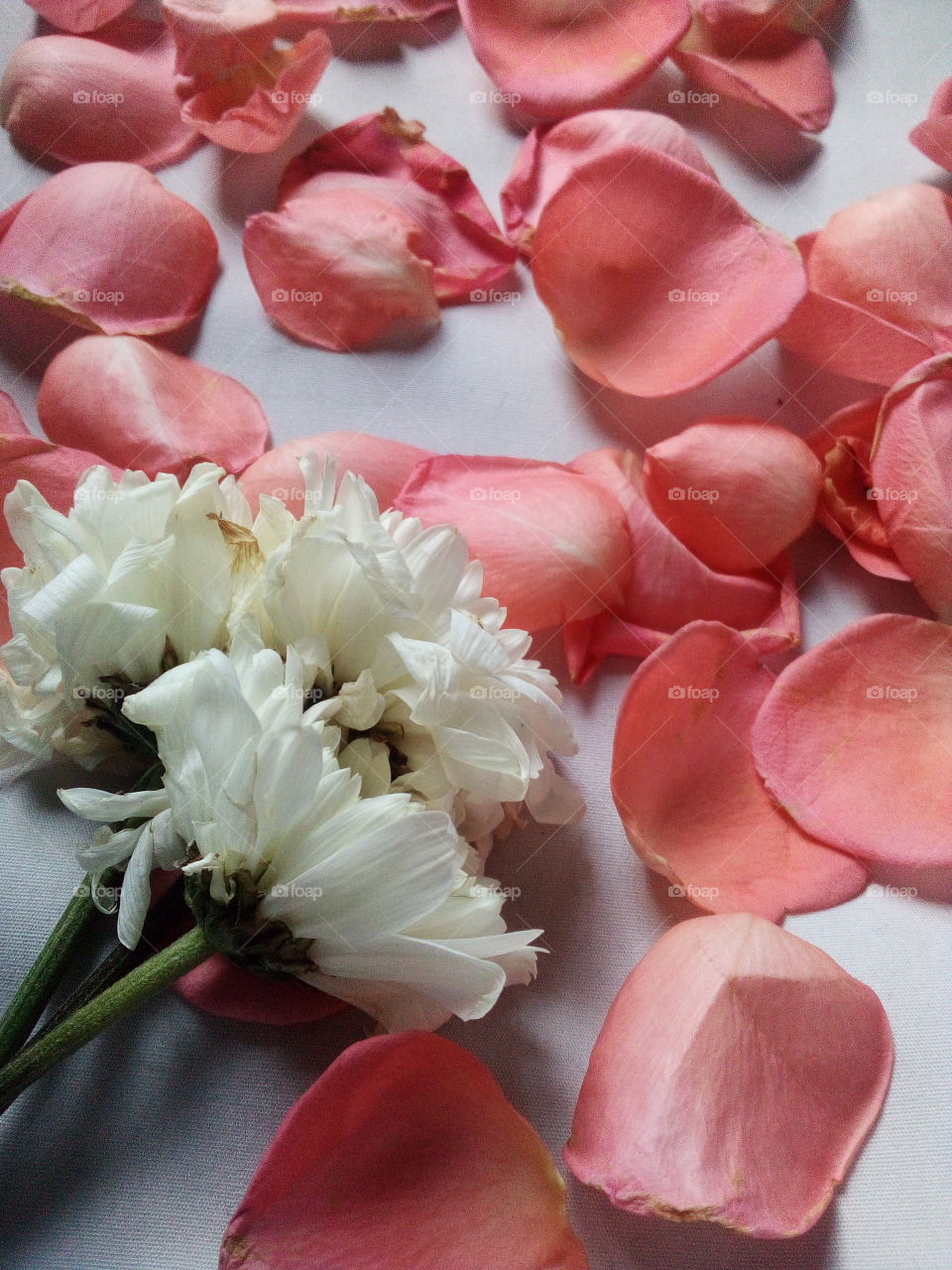 Picking roses Flower