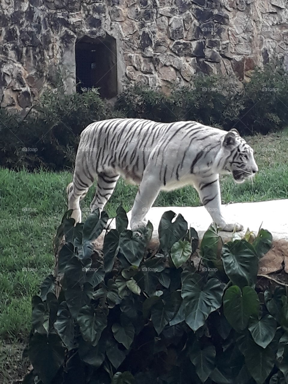 Tigre blanco con rayas negras