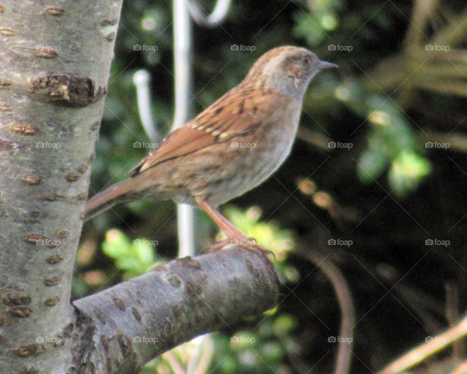 Dunnock on a cherry tree branch