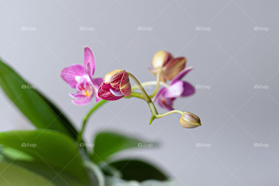 Close-up at orchids flower cluster. Stages of blooming, from unopened bud to fully opened and blooming flower. Orchidaceae.