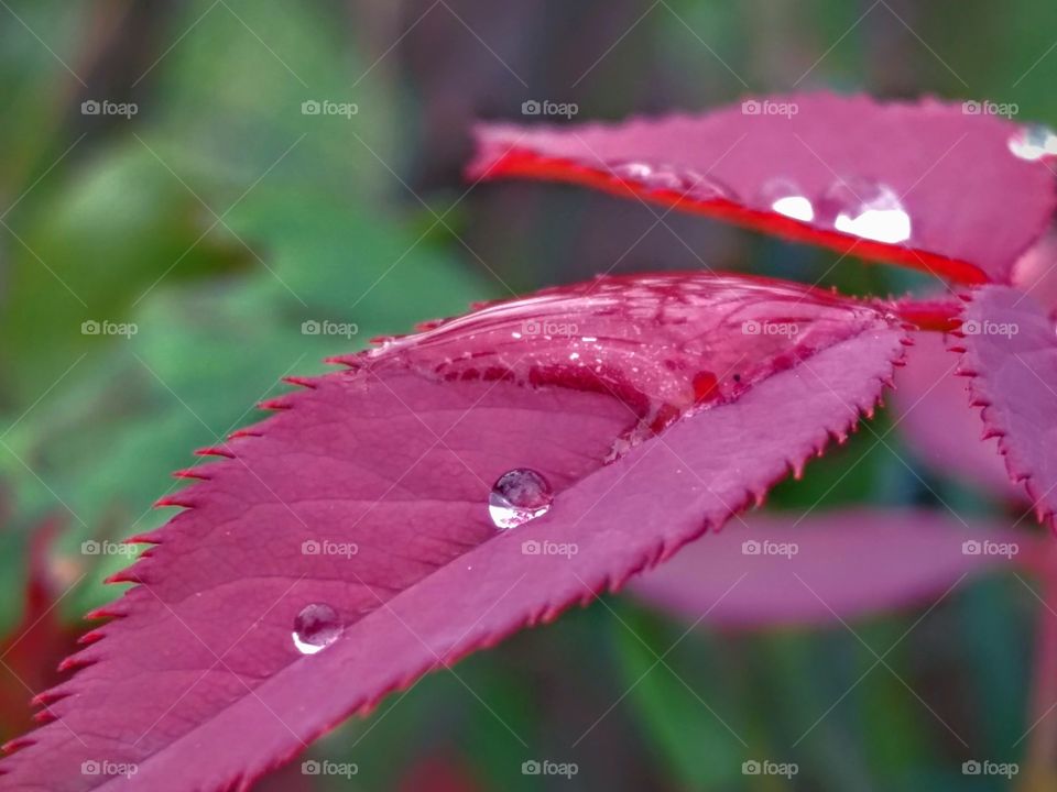 Water drops on a leaf. This photo that i love most. i captured this pic in rainy season. i can discribe this pic in little words that the water drop on a rose leaves. i hope you also love to see this pic.