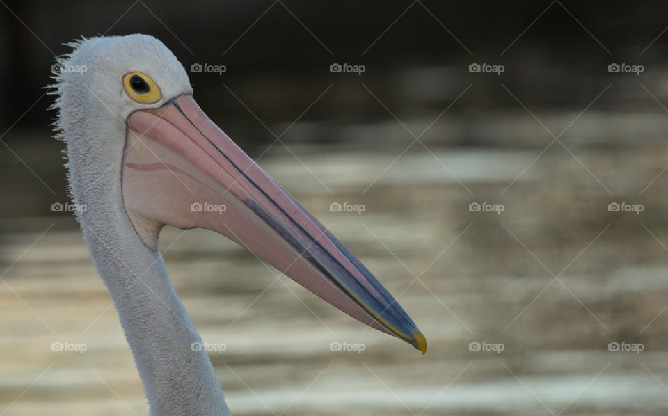 Pelican close up