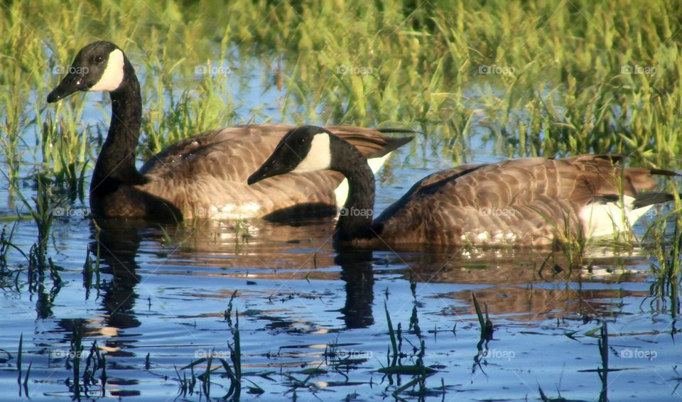 Two Canadian Geese in Marsh