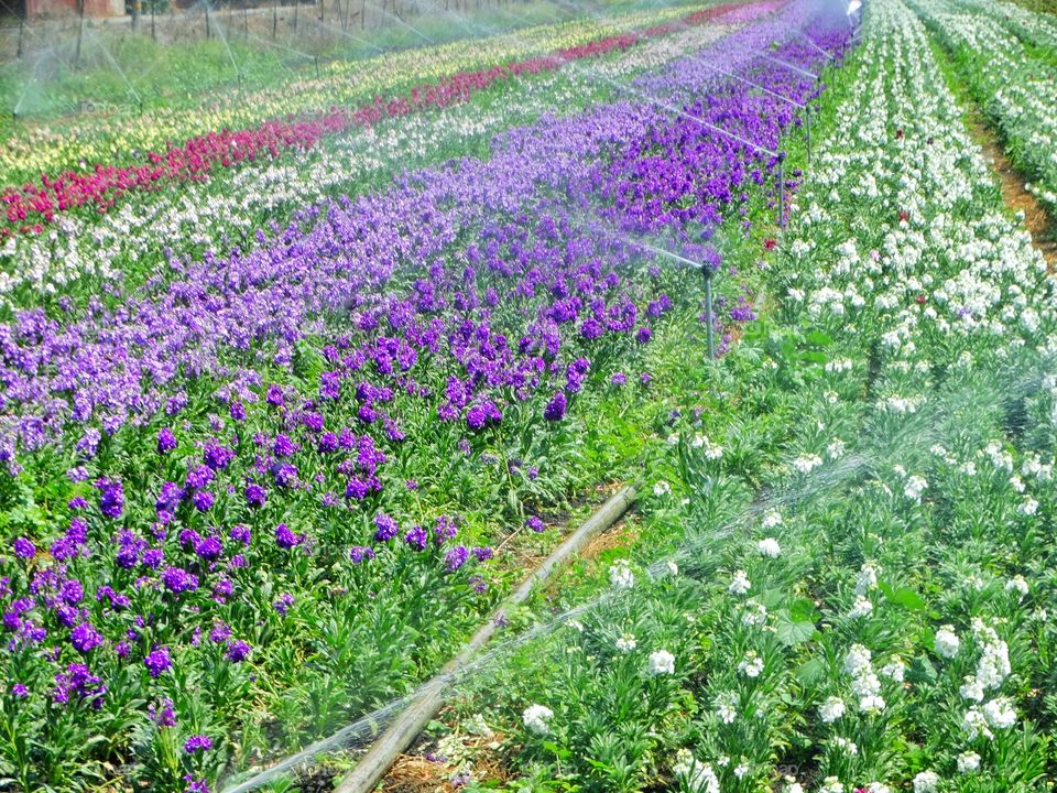 Organic Flower Nursery. Colorful Rows Of Flowers Growing On A Coastal California Nursery
