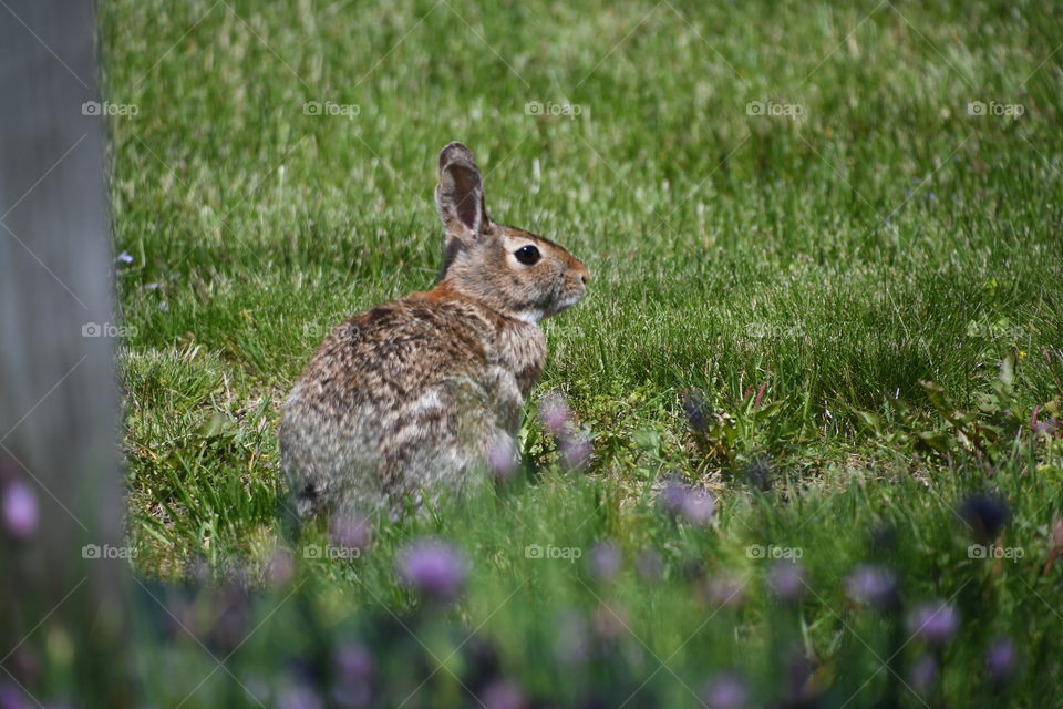 bunny in grass