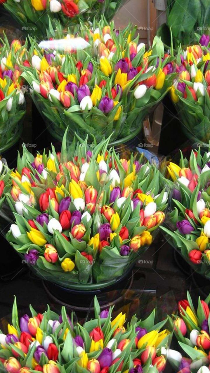 Mosaic tulips