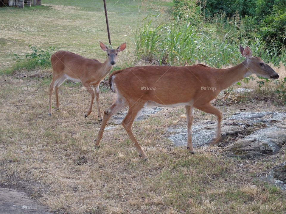 2 deer