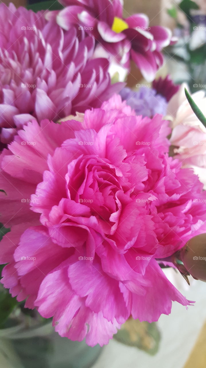 pink carnations