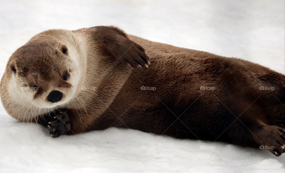 Playful Sea Otter