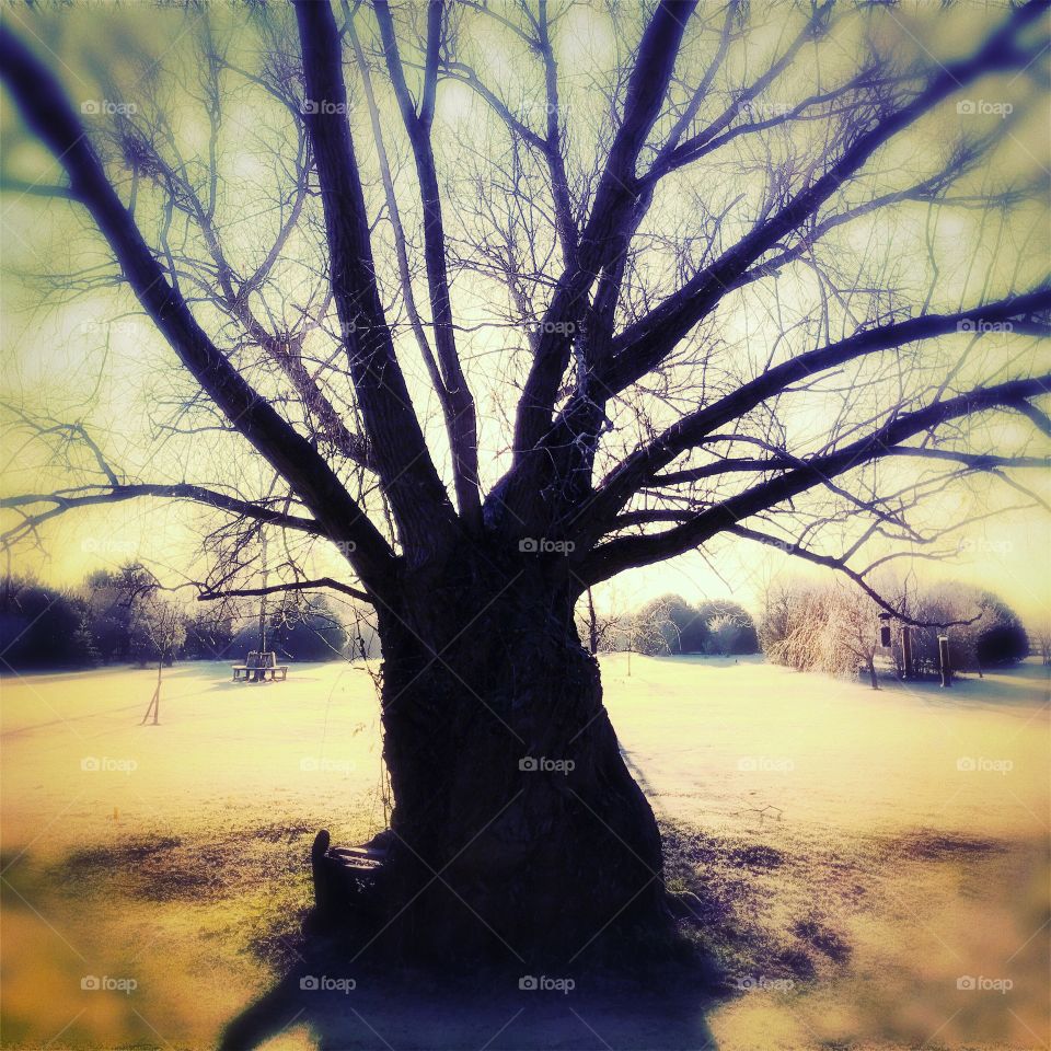 Willow tree in winter