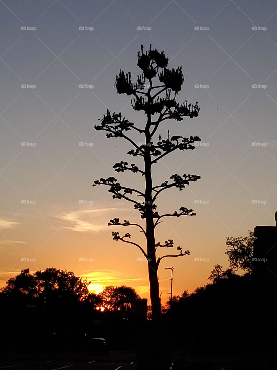 A magical sunset creating a beautiful backdrop for the silhouette of a flowering century plant.  The century plant only flowers once after 25-30 years of growth.  It was once wrongly believed to only flower every century.