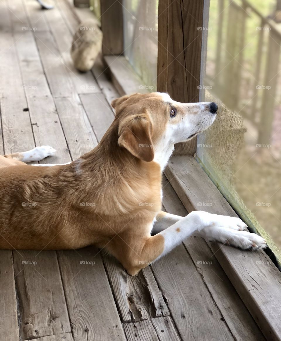Watching birds with paws crossed