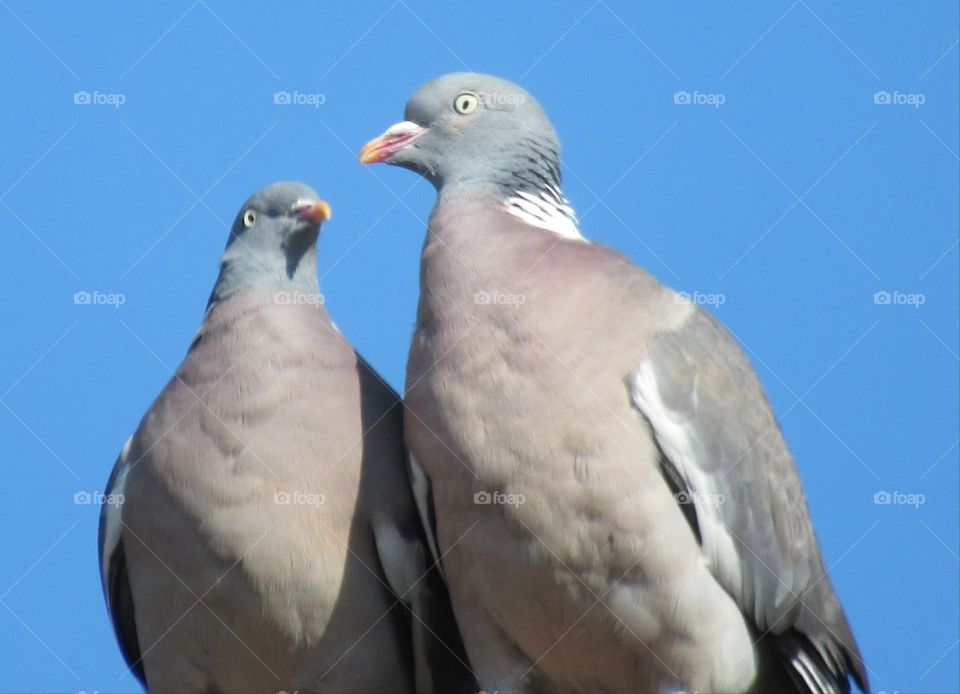 Wood pigeons which seem very much in love