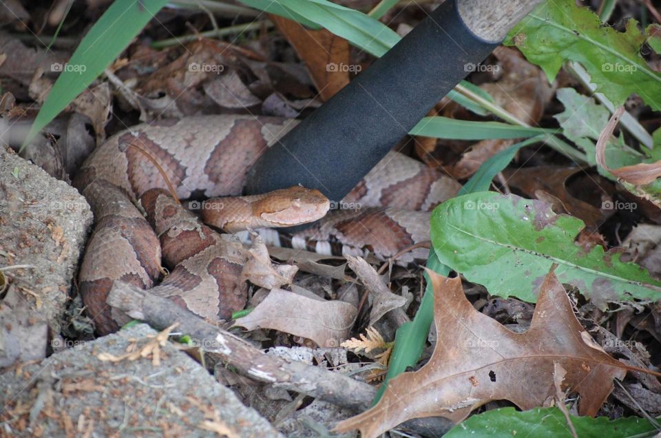 Copperhead