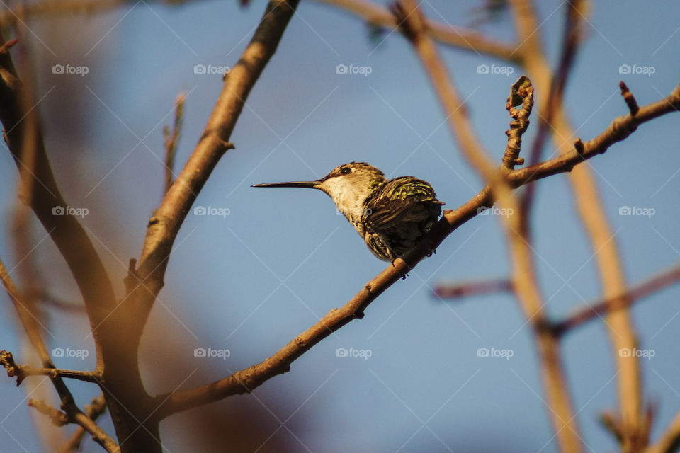 Hummingbird relaxing