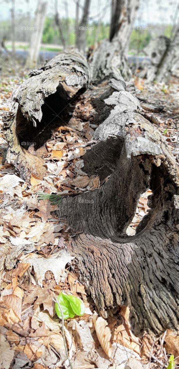 logs in the woods