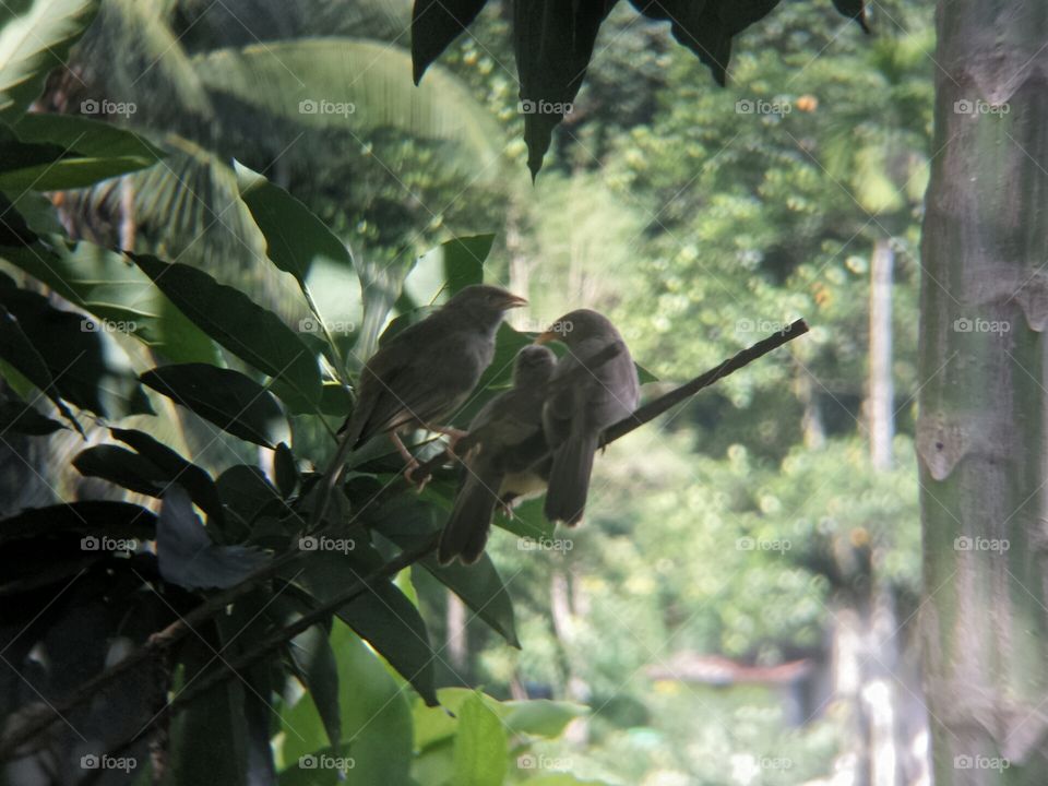 Birds threesome 😉