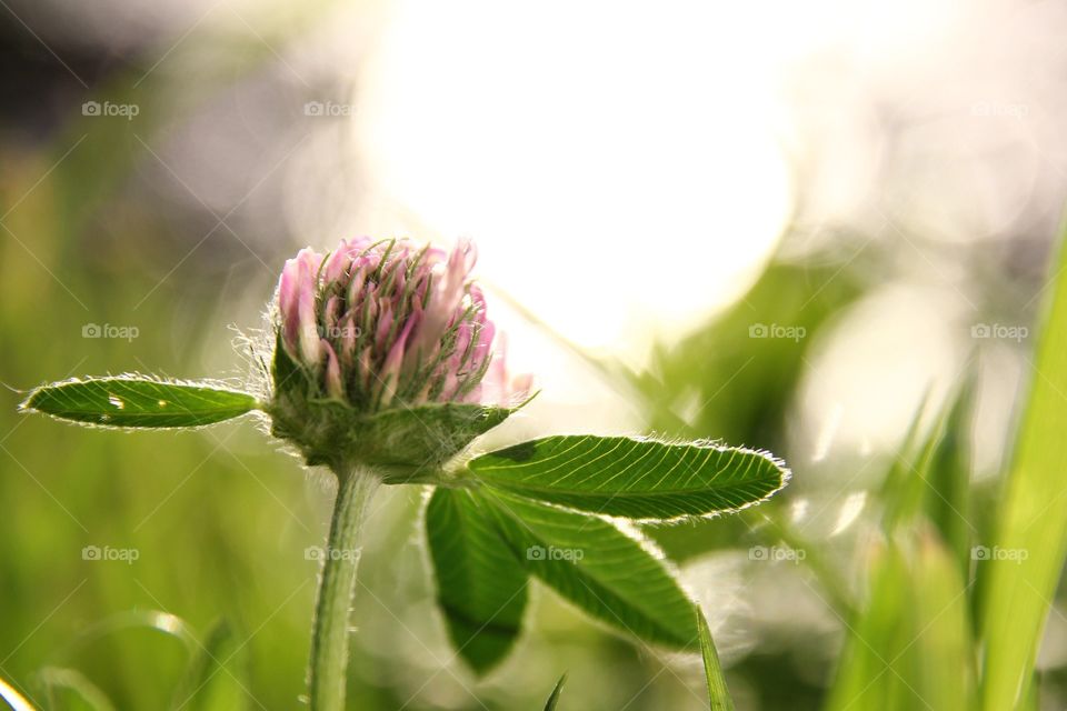 Beautiful flowers 