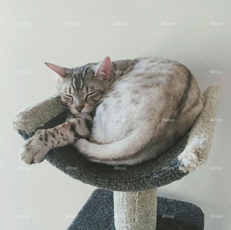 Cat sleeping