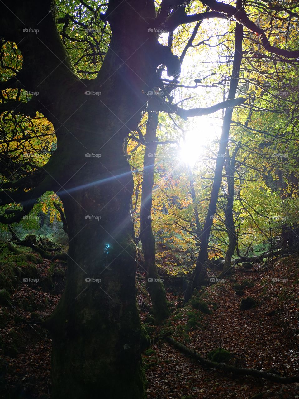 Fall, Tree, Leaf, Wood, Landscape