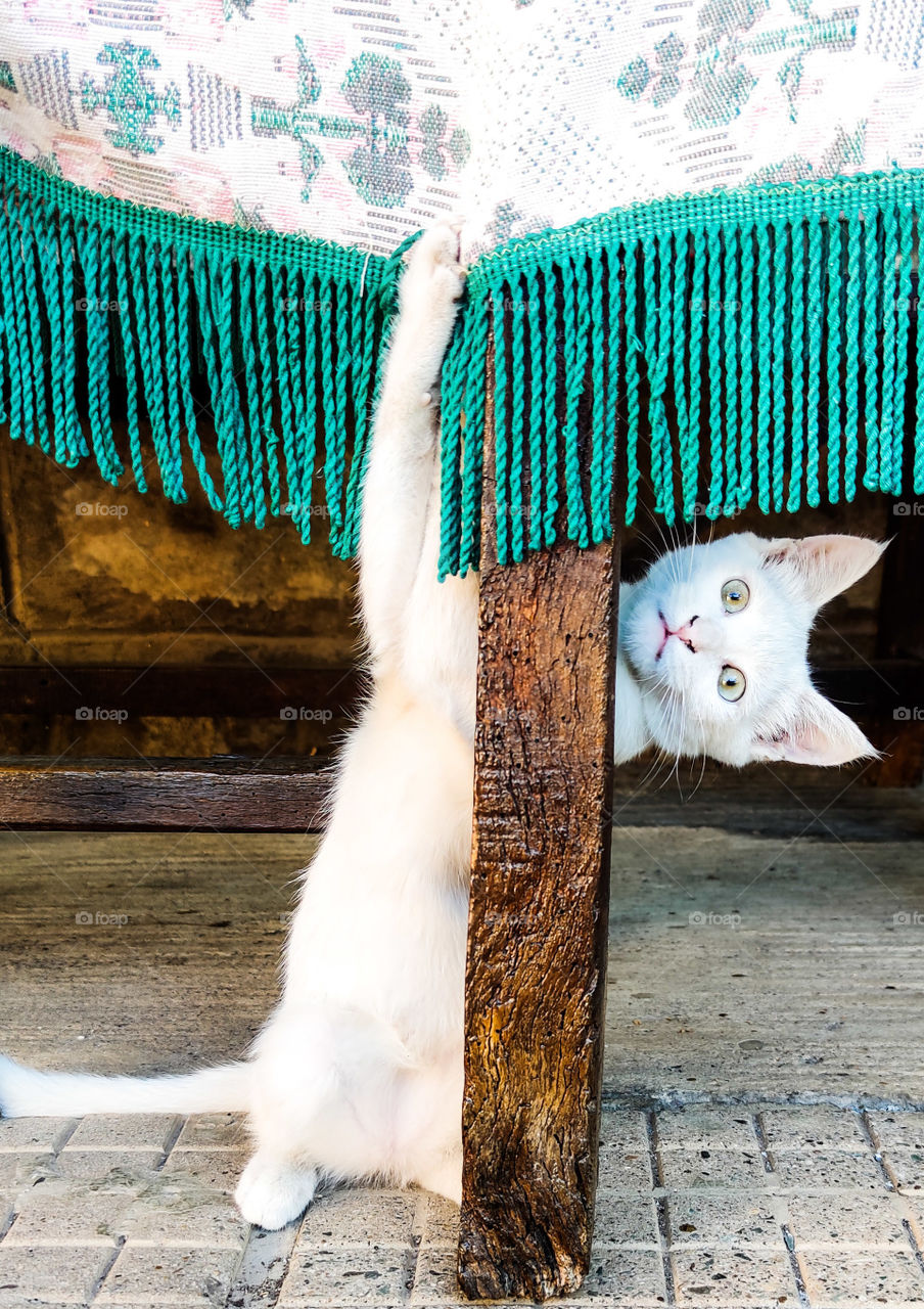 Playful kitty around the table