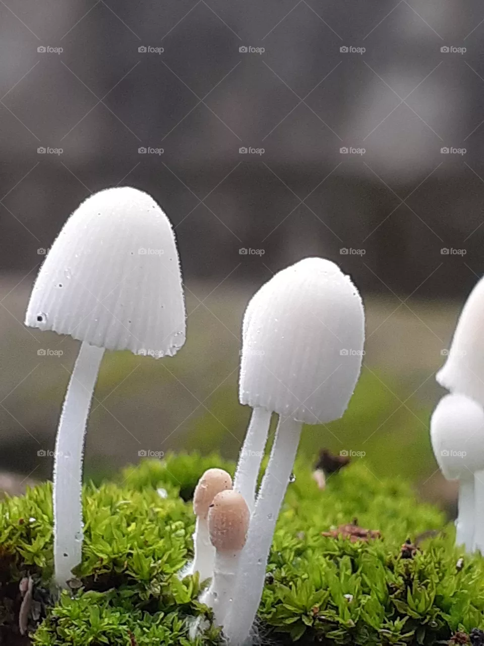 mushrooms it is like a little family