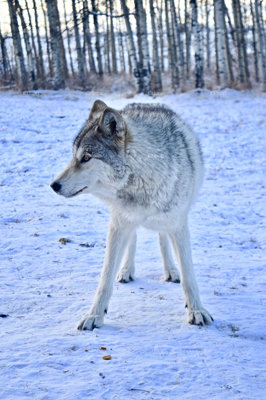 Canada wolfdog