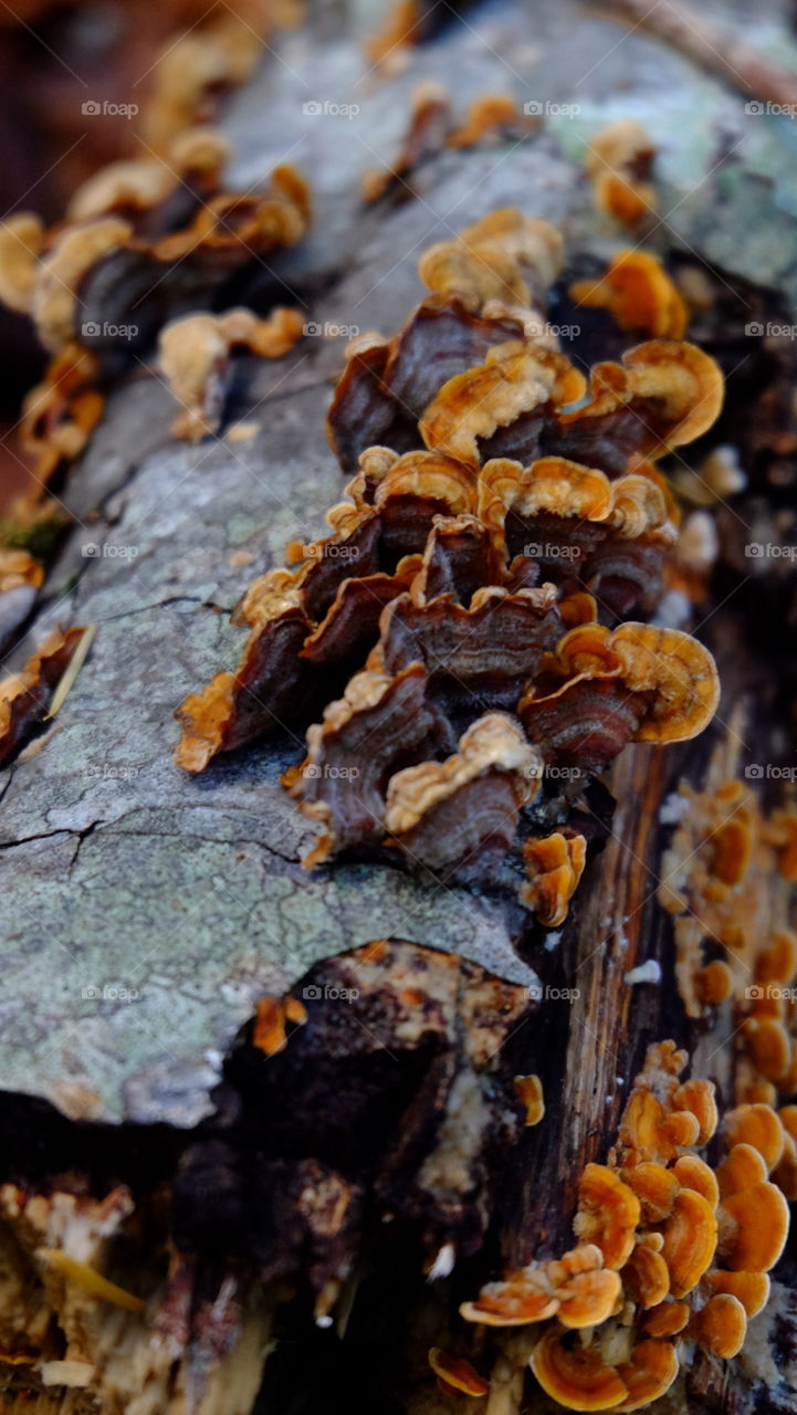 Patterns on Turkey Tail Mushroom