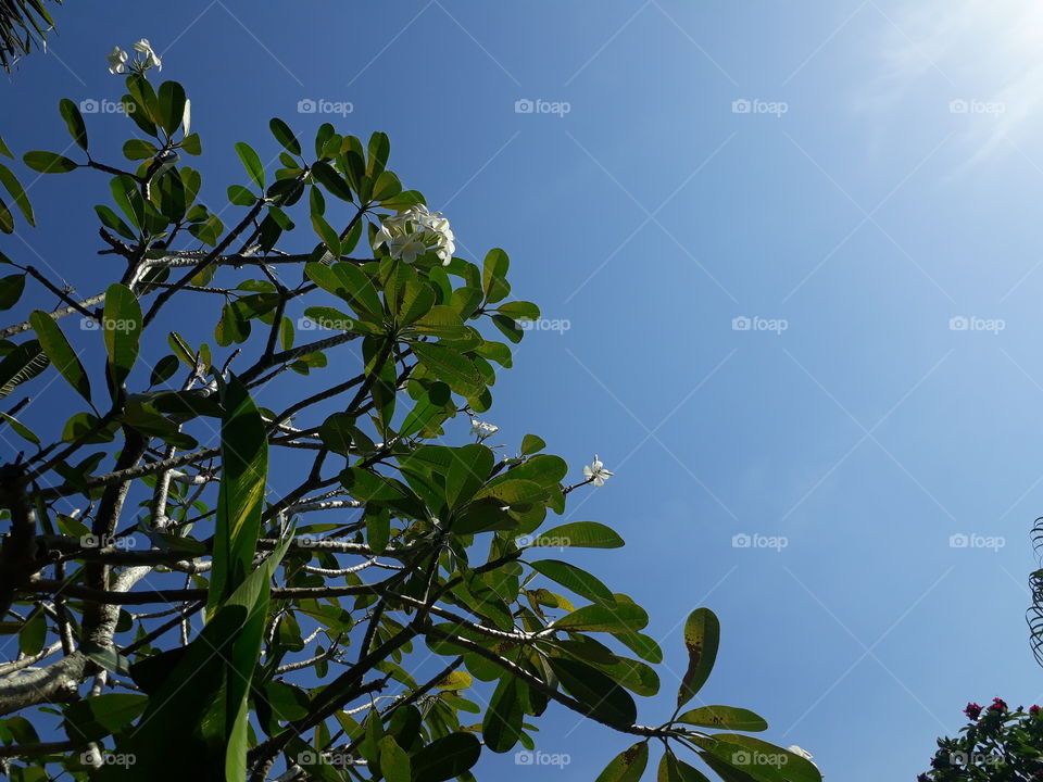 plumeria tree blue sky sunlight and shadow