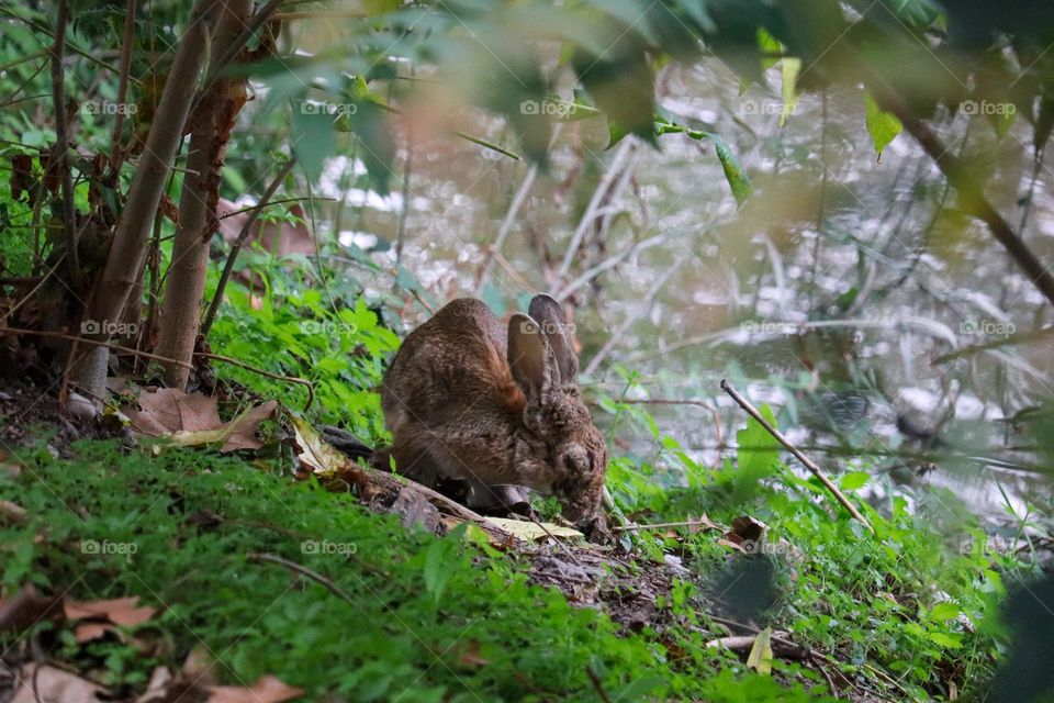 A wild rabbit in a wooded part of the city of Madrid