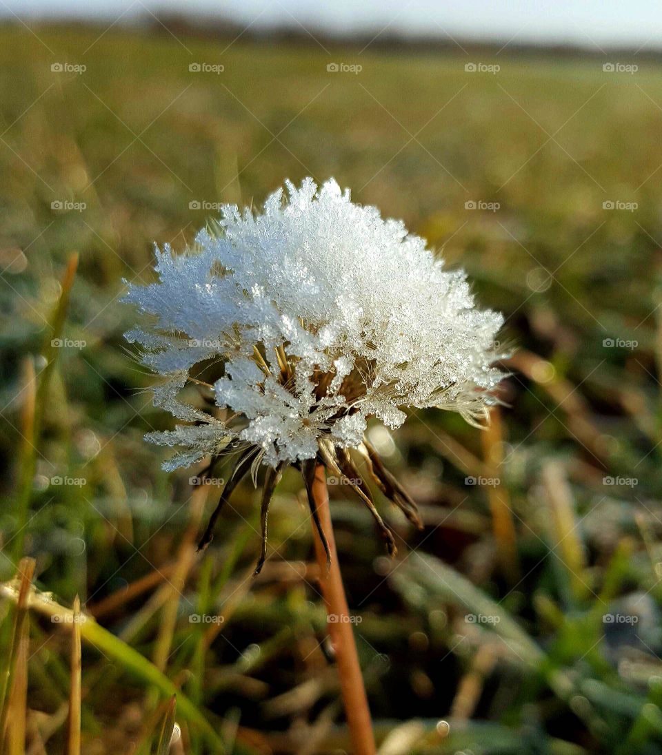 frosty dandelion