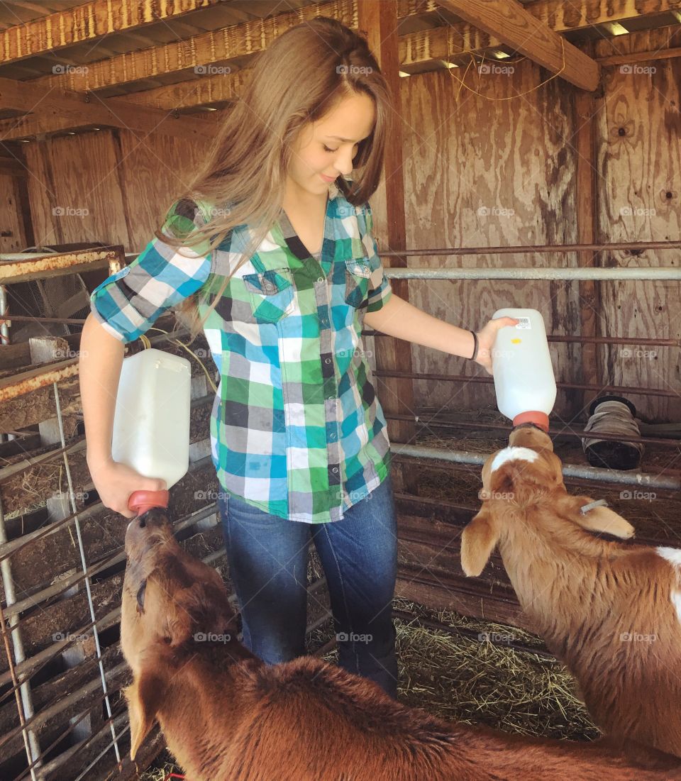 Two handed bottle feeding for baby cows 