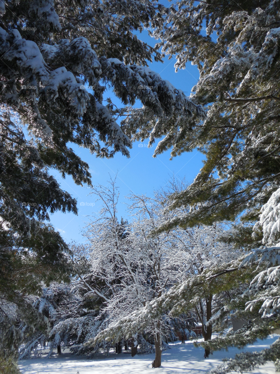 Snowy trees blue sky peeking