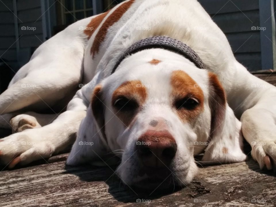 Country Bumpkin. My dog Sheldon hanging out on my deck