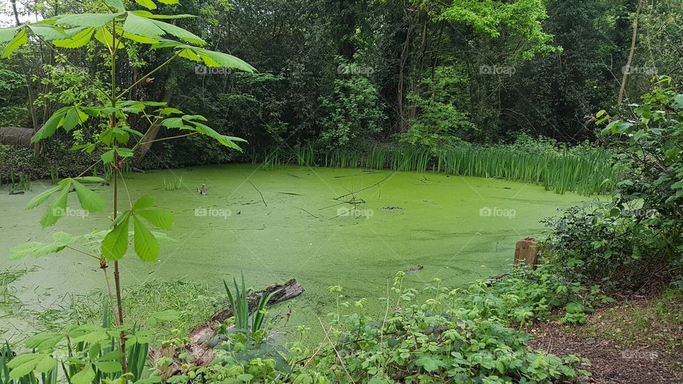 A mystical green mossy hidden pond