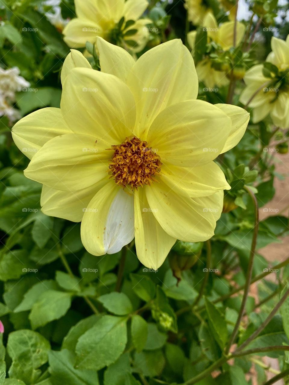 Flower with one white petal