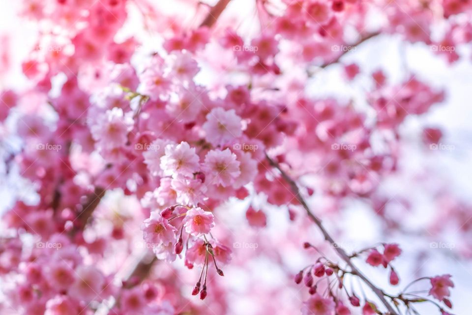 Pink cherry blossom