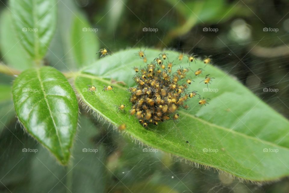 Babies spiders