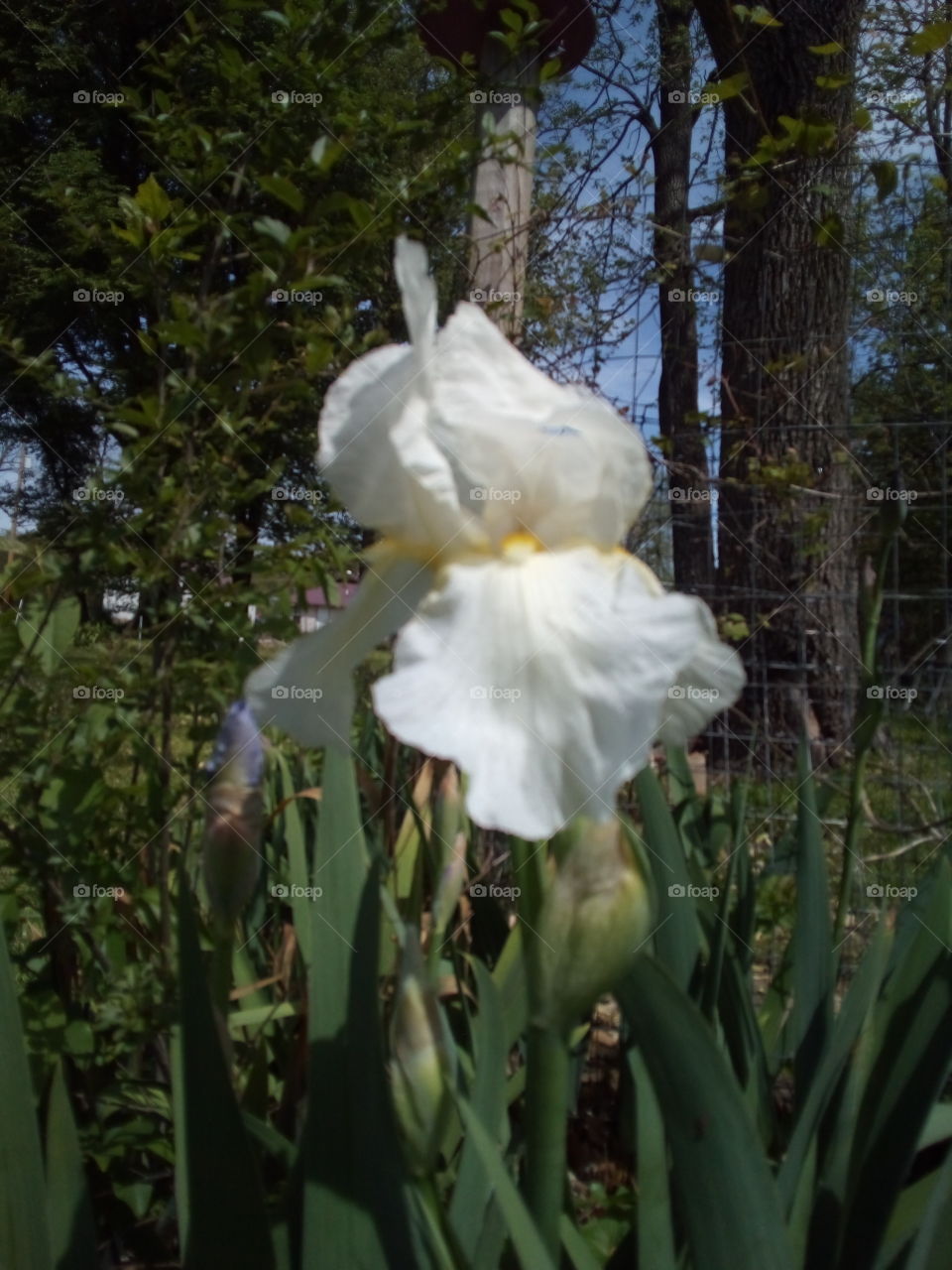 first white iris of the season enjoy foapers on this Tuesday. get outside and enjoy!