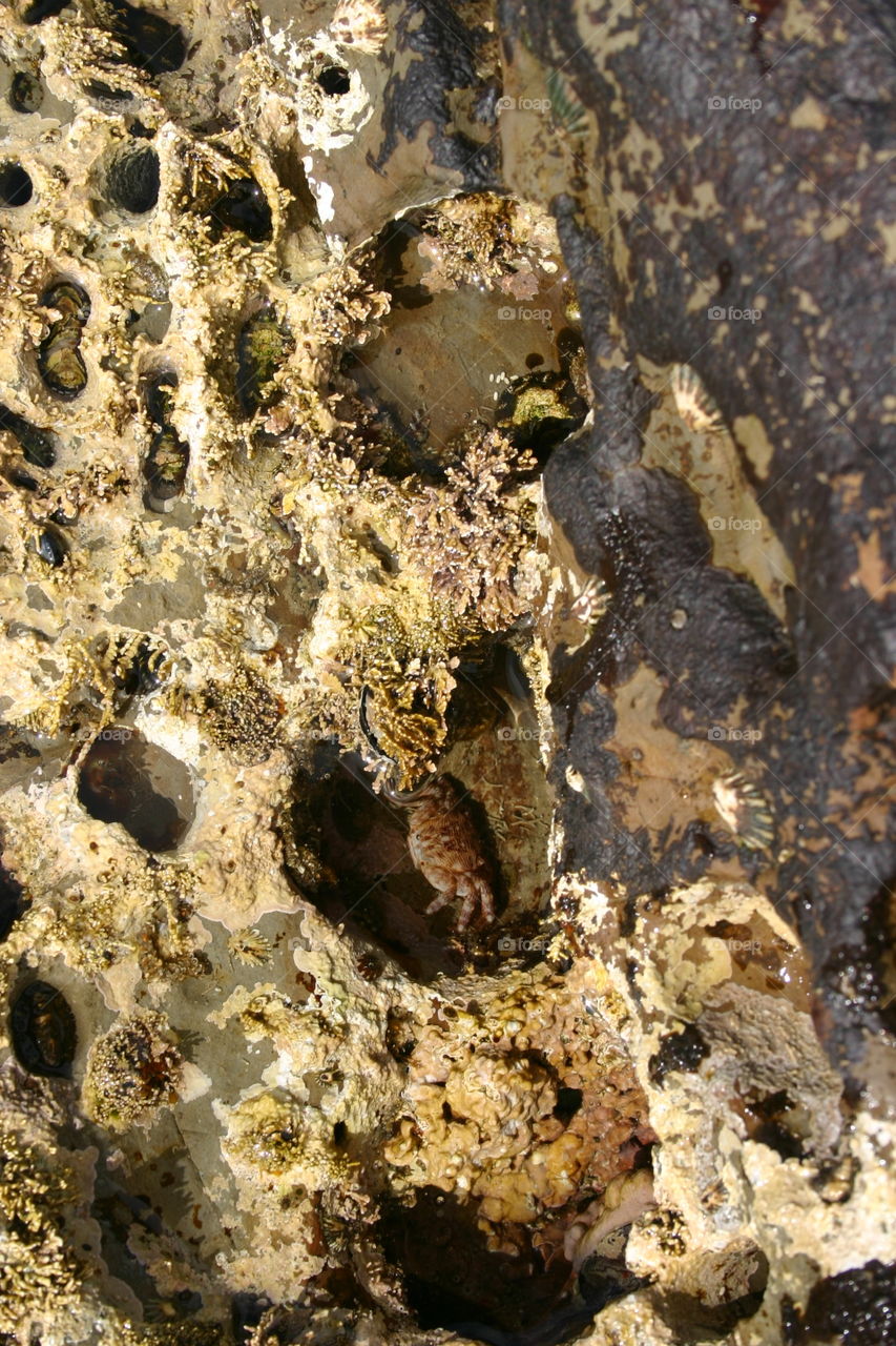 Crab in tide pools on Central California Coast